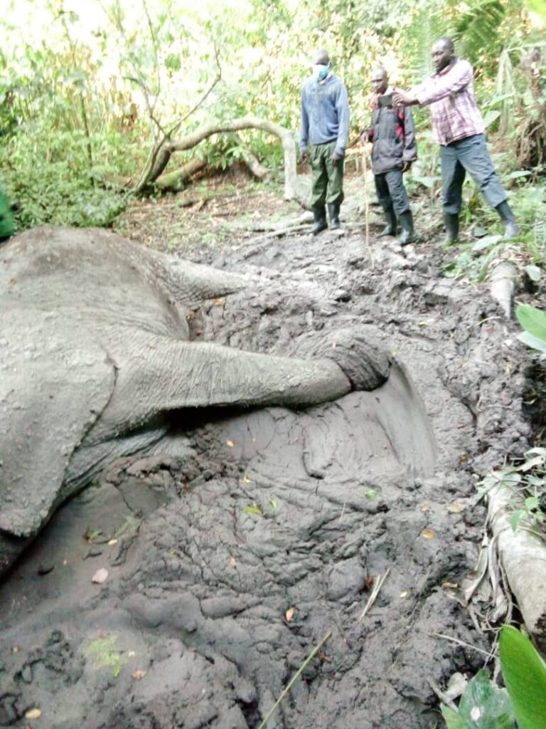 An elephant which was found dead in Bugoma forest.