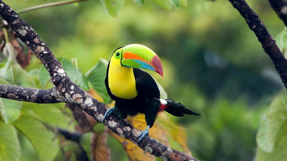 Keel-billed toucan, Panama - Copyright Canva