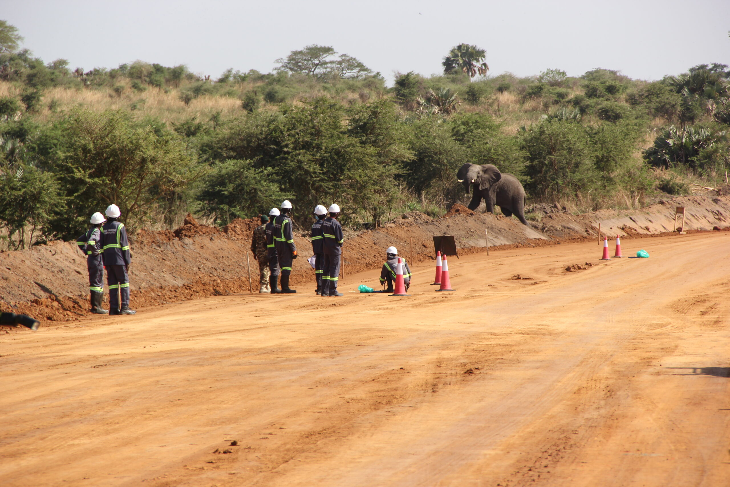 Road construction workers being interrupted by an elephant from Murchison Falls National Park along the Bugungu-Buliisa road in Buliisa district in May, 2022. Photo: Robert Atuhairwe.