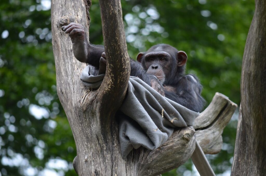 A chimp in a forest. Net Photo.