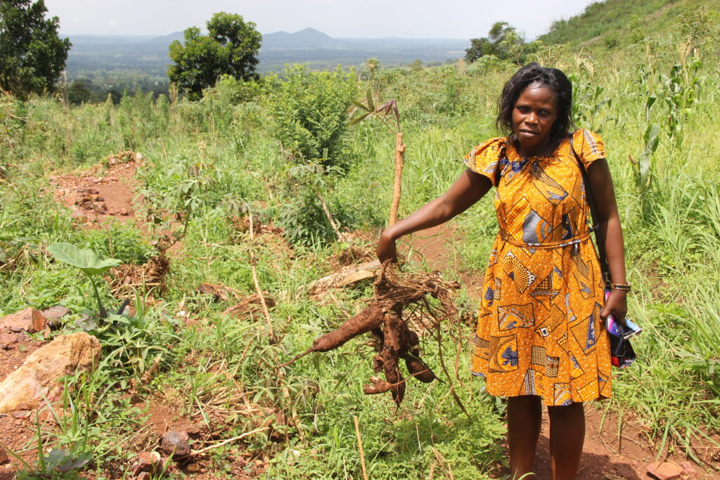 Beatrice Nyangoma shows cassava that were destroyed when eroded particles of soils and stones from Mukihani hill in Hoima City destroyed their crops in November 2022. Photo by Robert Atuhairwe.