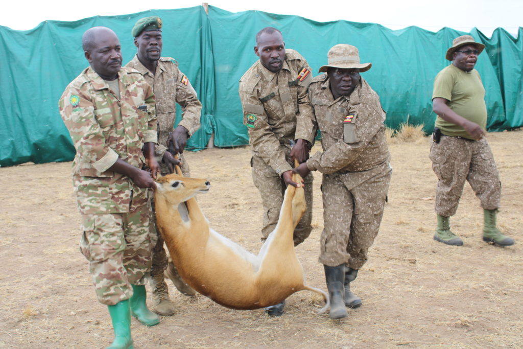 UWA officials carry one of the captured Kobs at Kabwoya Wildlife Reserve in Kikuube district in Western Uganda on Thursday. Credit: Robert Atuhairwe/The Albertine Journal