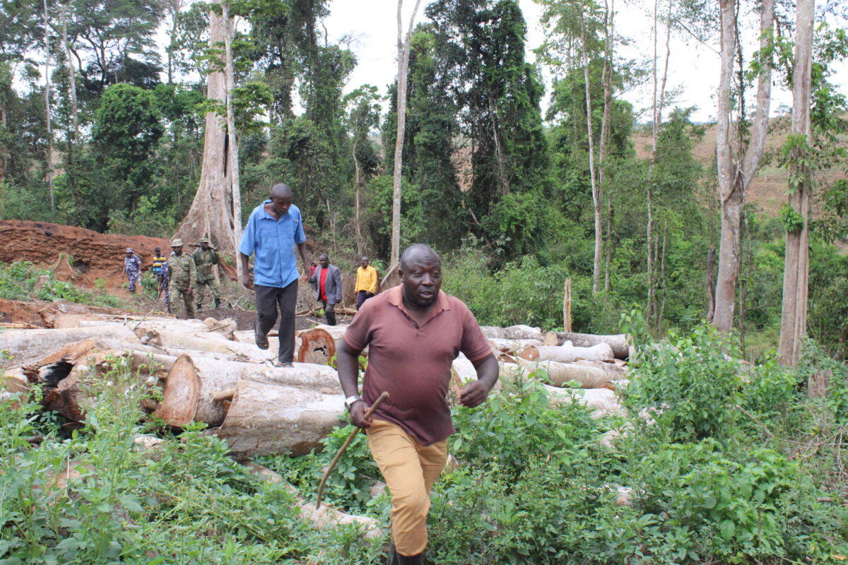 Timber harvesting along Muhangaizima block in Bugoma forest, Kyangwali Sub-County, Kikuube district, Western Uganda. Photo: Robert Atuhairwe/ The Albertine Journal.
