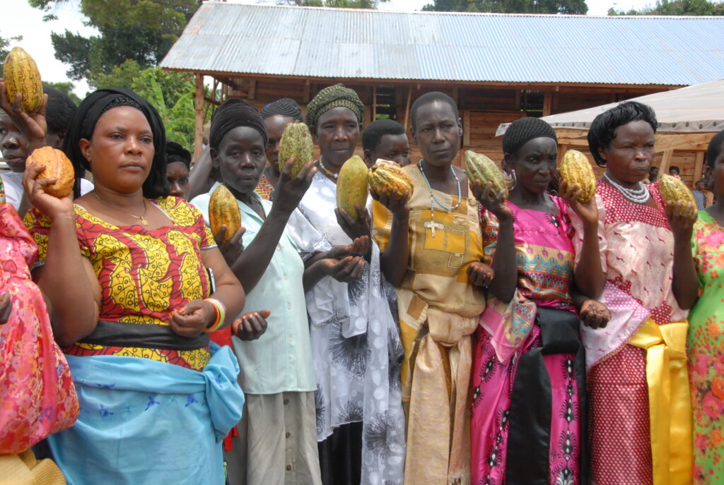 Farmers holding cocoa pods in Kitoba Sub-County in Hoima district. Credit: Robert Atuhairwe/The Albertine Journal.