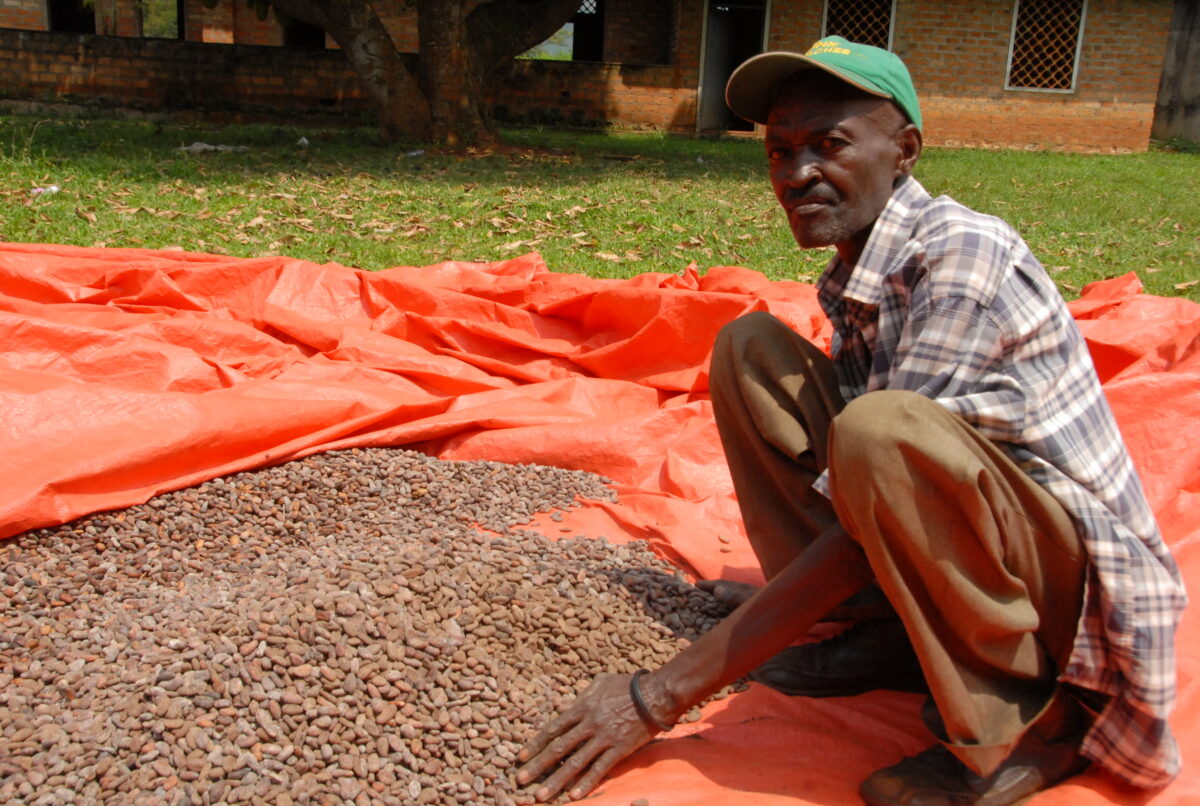 A Cocoa farmer sun-dries cocoa seeds at a cocoa buying point in Hoima, Western Uganda in 2025. Credit: Robert Atuhairwe/The Albertine Journal.