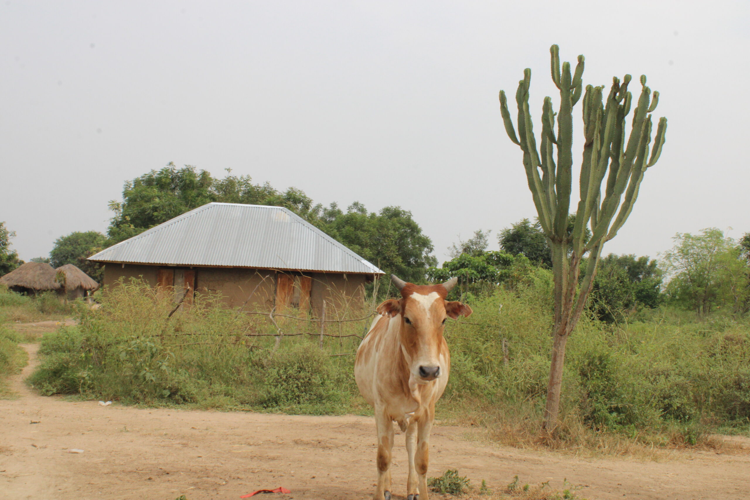 A cow in Bugungu in Western Uganda. The unchecked grazing is not only destroying crops but also eroding soil fertility exacerbating land degradation. Credit: Robert Atuhairwe/The Albertine Journal