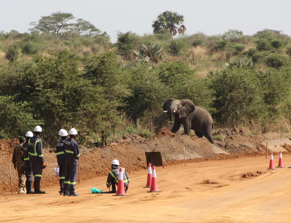 Road construction workers being interrupted by an elephant along the Bugungu-Buliisa road in Buliisa district in May, 2022. Credit: Robert Atuhairwe/The Albertine Journal