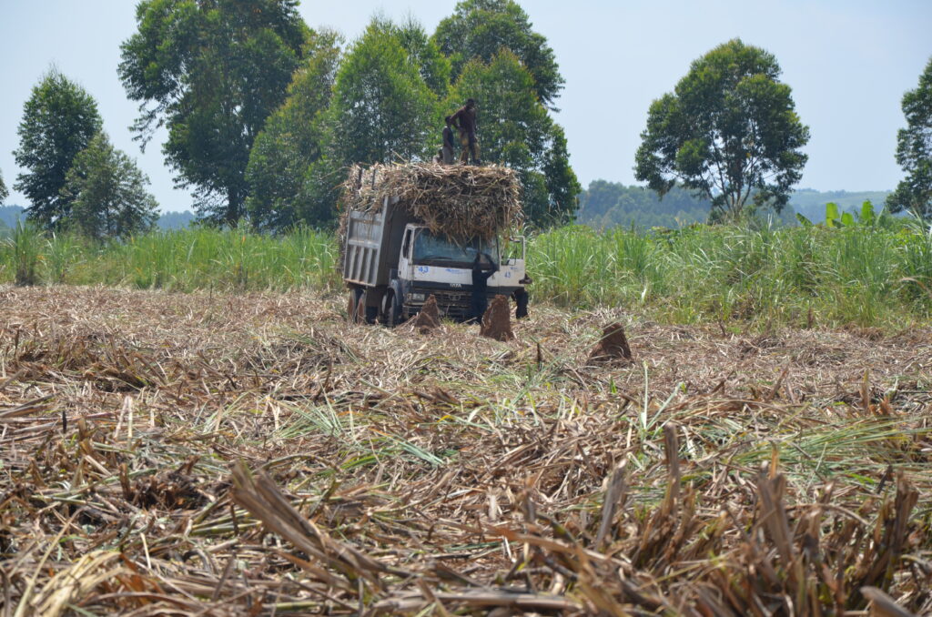 Leftover leaves and tops in Bugambe sub-county, Kikuube district, western Uganda, which could be used to create bioenergy. Credit: Robert Atuhairwe/The Albertine Journal.