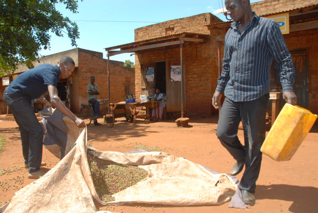 Uganda Coffee Development Authority (UCDA) officials collecting to destroy coffee that was picked prematurely in Kitoba Sub-County in Hoima in 2024, the government mainstreamed the agency into the ministry of agriculture, where its functions shall be undertaken by a department. Credit: Robert Atuhairwe/The Albertine Journal.