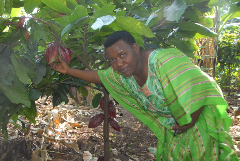 A cocoa farmer in Buswekera village in Hoima City. Credit: Robert Atuhairwe.